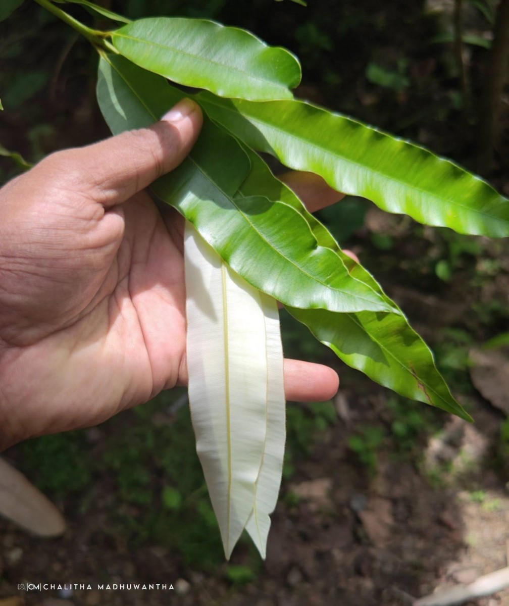 Calophyllum bracteatum Thwaites